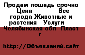 Продам лошадь срочно › Цена ­ 30 000 - Все города Животные и растения » Услуги   . Челябинская обл.,Пласт г.